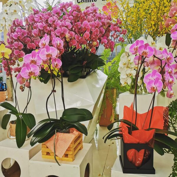 Feria de orquídeas en San Lorenzo » San Lorenzo PY