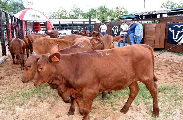 La Expo Nacional Brangus de Otoño 2022 cerró con G. 4.084 millones en recaudaciones