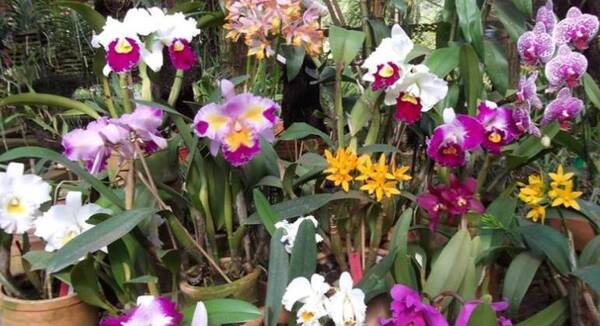 Feria de orquídeas en conmemoración al día de las madres se realizará hasta el 14 de mayo en San Lorenzo