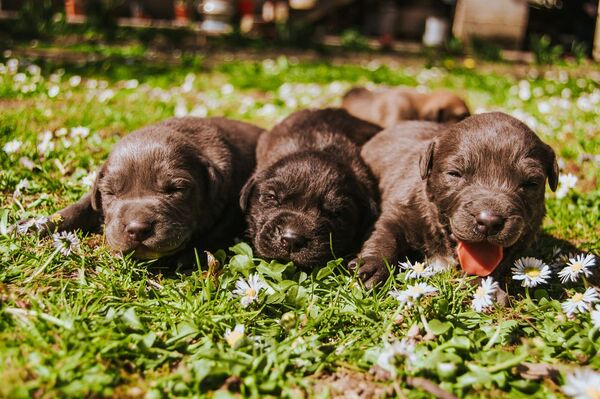 Si pensás adoptar un perro: tené en cuenta estas recomendaciones