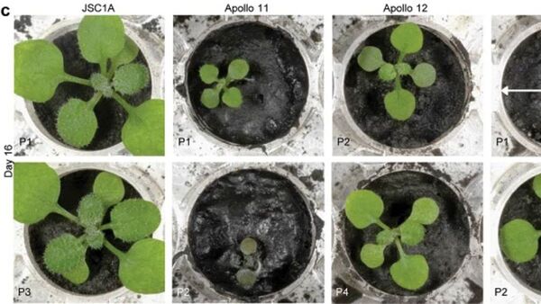 Cientificos cultivan plantas en suelo procedente de la Luna