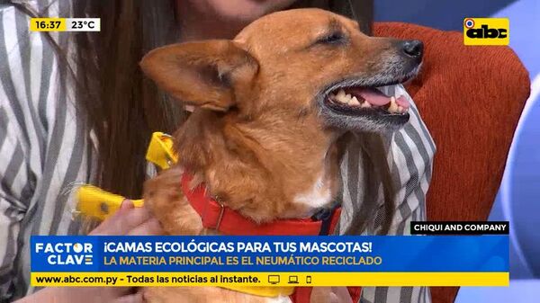 Chiqui And Company: Camas ecológicas para tus mascotas - Factor Clave - ABC Color