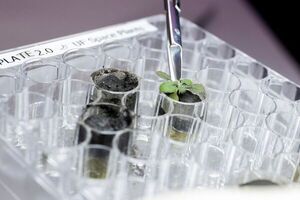 Diario HOY | Científicos consiguen cultivar plantas en la Tierra con suelo lunar