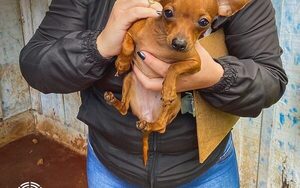 Comuna de C. del Este rescata animales maltratados, en conjunto con la Fiscalía – Diario TNPRESS