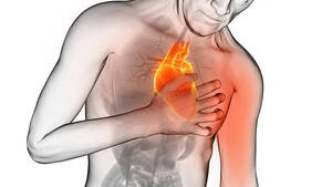 Diario HOY | Células progenitoras cardíacas pueden generar tejido sano tras un infarto, según estudio
