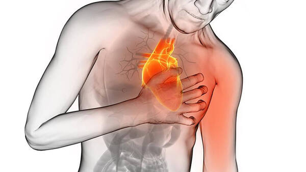 Diario HOY | Células progenitoras cardíacas pueden generar tejido sano tras un infarto, según estudio