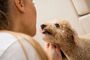 Así muestran los perros que se sienten amenazados - Mascotas - ABC Color