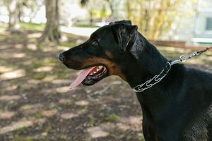 ¿Por qué no deberías a tu perro?