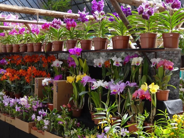Día de la Madre: Feria de orquídeas se hará este sábado en Ciudad del Este - La Clave