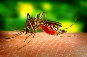Vigilancia de la Salud detectó 300 casos de dengue y 35 casos de chikungunya a nivel país - El Trueno