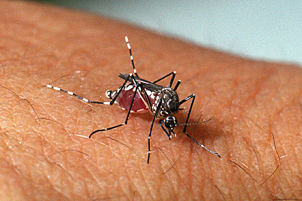 Casos de dengue y chikungunya aumentan en Capital y Central