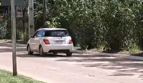 Mujer abandona a un perro y piden ayuda para identificarla - Mascotas - ABC Color