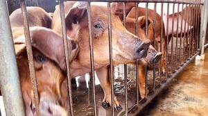 Auditores de Taiwán llegan para inspeccionar el hato porcino y habilitar la exportación del rubro a ese mercado premium – La Mira Digital
