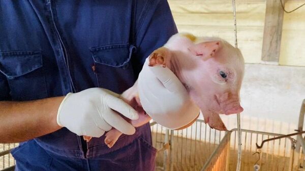 Auditores de carne de cerdo de Taiwán llegarán al país este sábado