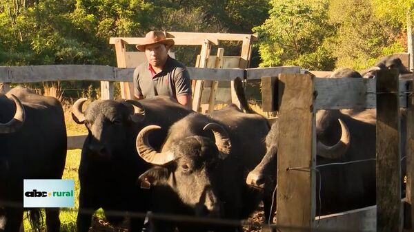 Criadores de Búfalos de Paraguay definen planes de acción - ABC Rural - ABC Color