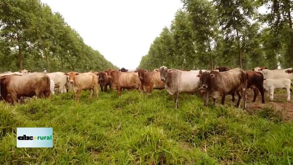Carne carbono neutro uruguaya va a Europa - ABC Rural - ABC Color