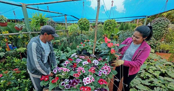 La Nación / Día de la Madre: ¿Y si la invitás a vivir un tour de plantas por Cabañas?