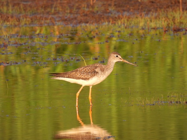 Con protección a varias especies, Itaipu conmemora Día de las Aves Migratorias - .::Agencia IP::.