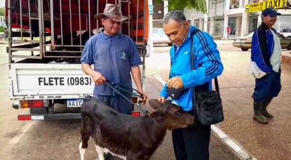 Causa furor venta de toritos y vaquillas desde Gs.350 mil en Concepción