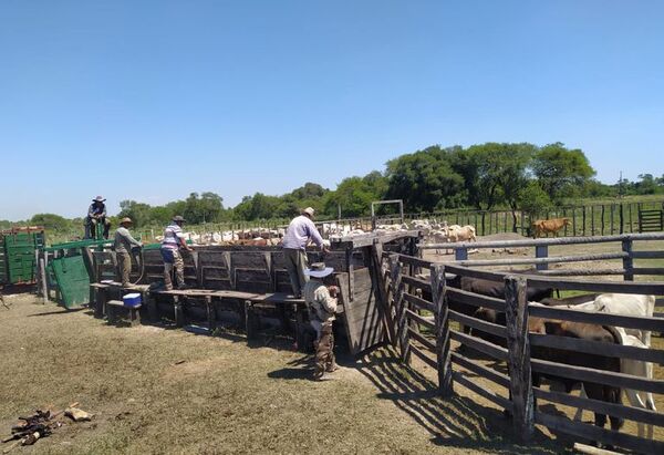 Vacunarán 200 mil cabezas de ganado contra la brucelosis y la fiebre aftosa en Ñeembucú - Nacionales - ABC Color