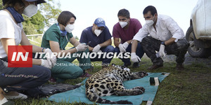 YAGUARETÉS PARAGUAYOS ENVIADOS A ARGENTINA