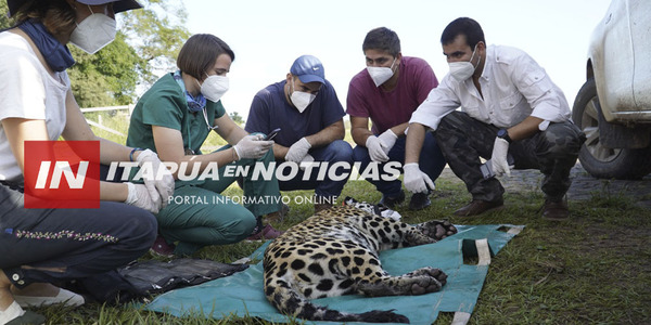 YAGUARETÉS PARAGUAYOS ENVIADOS A ARGENTINA
