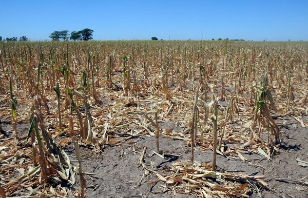 Diario HOY | BCP: Locomotoras de la economía (ganadería, agricultura y energía) verifican brusco freno