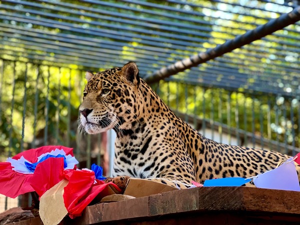 Animales del Centro Ambiental de ITAIPU saborearon un banquete por festejos patrios - El Independiente