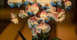 La Nación / Técnicos de Taiwán en Paraguay crearon orquídea con colores patrios