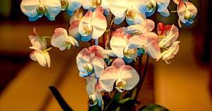 La Nación / Crearon orquídea con colores patrios