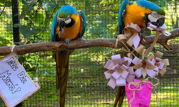 Animales del Centro Ambiental saborearon banquete por festejos patrios – Diario TNPRESS