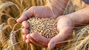 Precio futuro del maíz y el trigo tuvieron una leve reducción