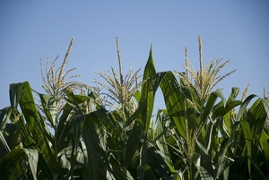 Esperan buena producción de maíz, pese a bajas temperaturas | 1000 Noticias
