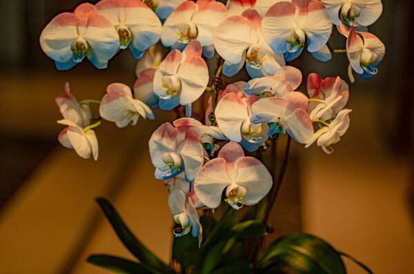 Crónica / Taiwaneses hicieron una orquídea para homenajear nuestra independencia