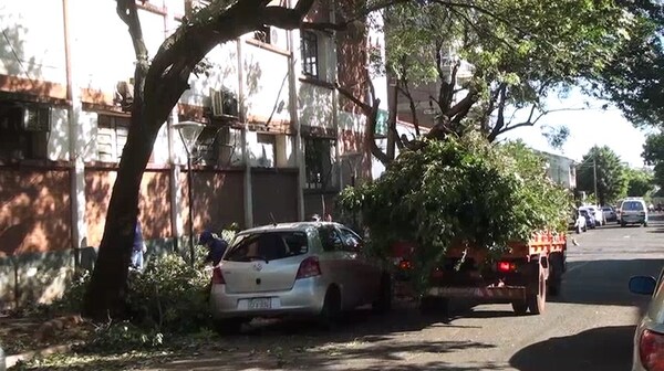 Advierten que la poda de árboles debe contar con previa autorización municipal