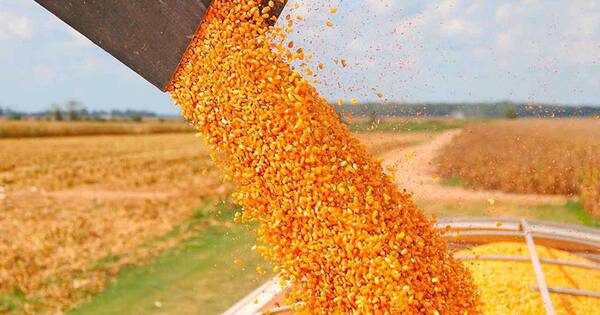La Nación / UGP: hay buenas perspectivas para la zafra de trigo 2022 por precios altos