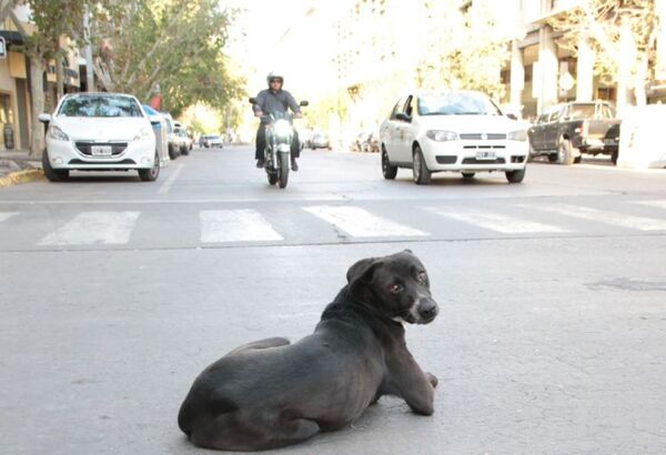 Perro ocasionó accidente donde una beba de 1 año resultó herida