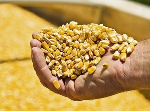 “Zafriña de maíz será récord y con buenos precios”, aseguró Ejecutivo de INPASA