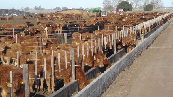 Argentina: los feedlots mejoran su margen, pero les preocupa el futuro