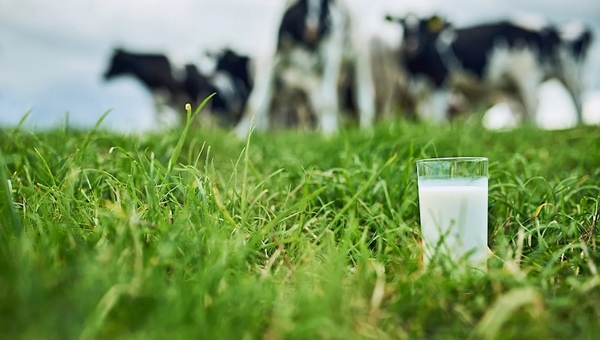 Producción lechera: “La recría es el futuro de la lechería”