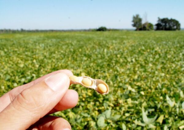 FAO teme un empeoramiento de la crisis agroalimentaria en 2023 - Mundo - ABC Color