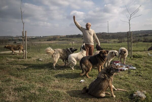 Empresario turco crea en su jardín un “arca de Noé” de animales abandonados - Mascotas - ABC Color