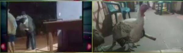 Crónica / [VIDEO] Una pavada: Robó pavos y los ofreció por redes