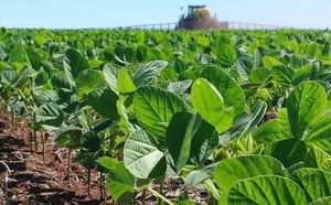 Por excelente desarrollo de la zafriña se estiman rendimientos de hasta 2500 kilos por hectárea