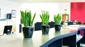 Cinco plantas que no deberían faltar en tu oficina