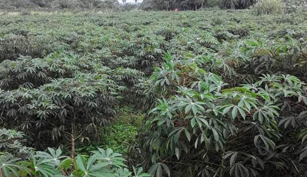 Familias de Horqueta esperan buen rendimiento en la producción de la mandioca