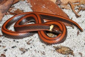 Diario HOY | Revista científica presenta serpiente descubierta en Paraguay