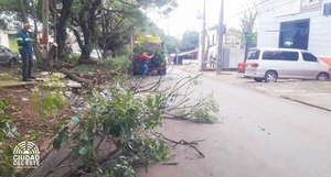 Para poda de árbol se requiere de permiso municipal, recuerdan - La Clave