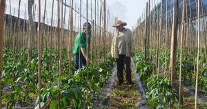 La Nación / Productores de Caaguazú enfrentan grandes pérdidas a causa de fenómenos climatológicos