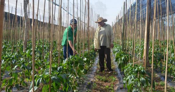 La Nación / Productores de Caaguazú enfrentan grandes pérdidas a causa de fenómenos climatológicos